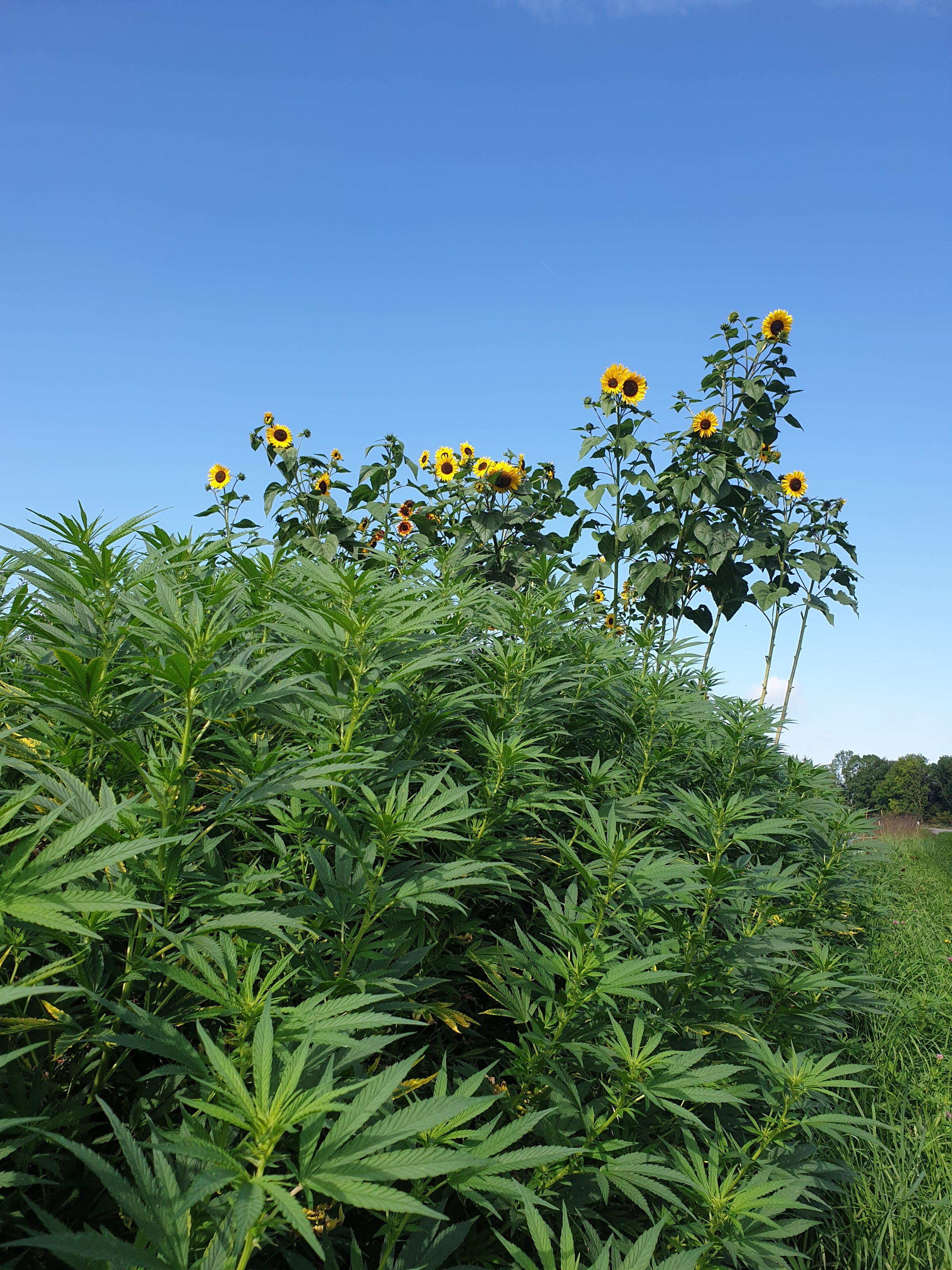 CBD Salben Und Cremes